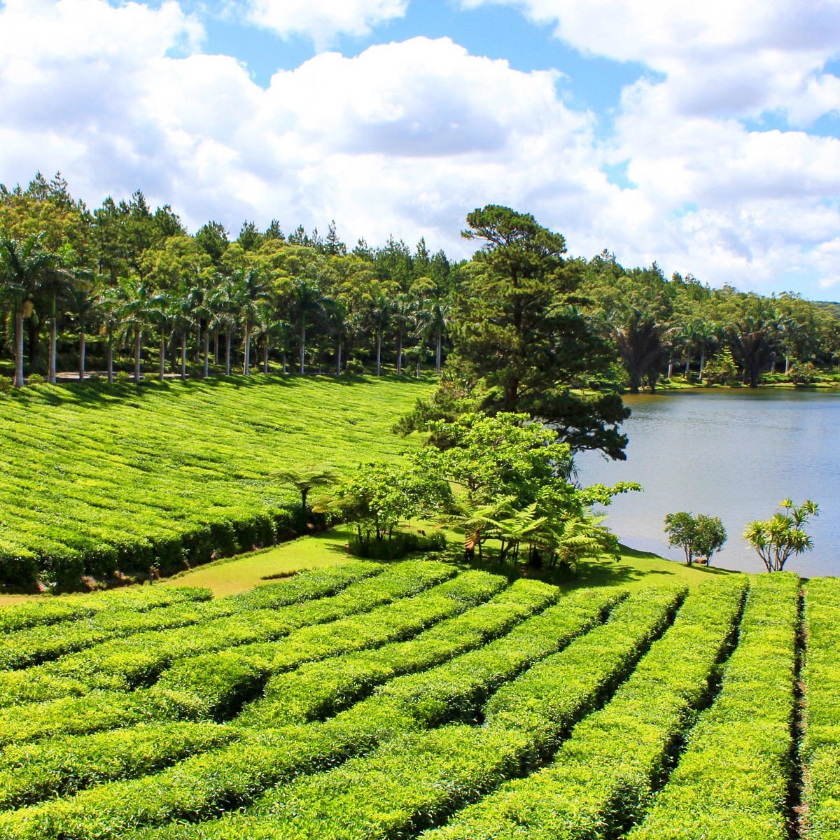 Roots of Mauritius Private Tour – Tea, Estate and Wild Coast